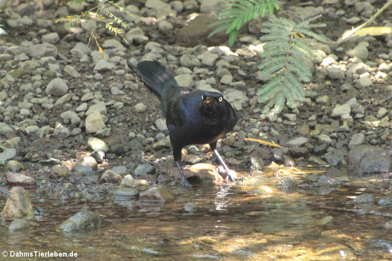 männl. Dohlengrackel (Quiscalus mexicanus peruvianus)