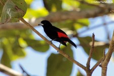 Cherrietangare (Ramphocelus costaricensis) im Nationalpark Corcovado, Costa Rica