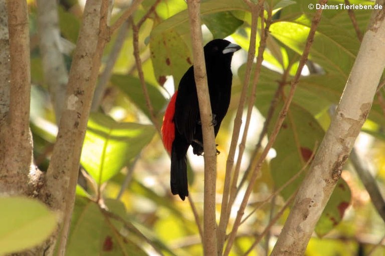 Ramphocelus costaricensis