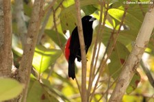 Cherrietangare (Ramphocelus costaricensis) im Nationalpark Corcovado, Costa Rica