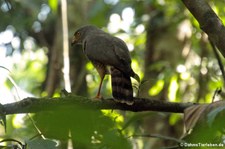 Wegebussard (Rupornis magnirostris griseocauda) im Nationalpark Corcovado, Costa Rica