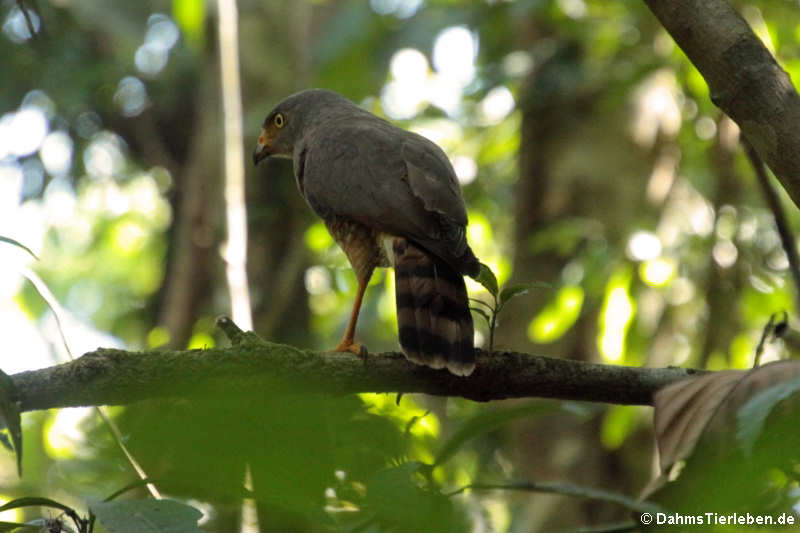 Rupornis magnirostris griseocauda