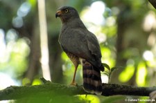 Wegebussard (Rupornis magnirostris griseocauda) im Nationalpark Corcovado, Costa Rica