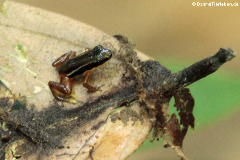 Baumsteigerfrosch (Silverstoneia flotator)