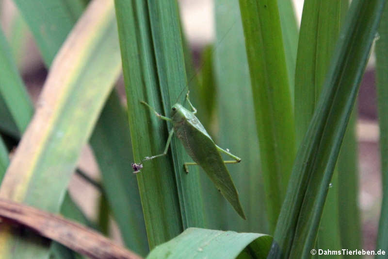 Stilpnochlora couloniana