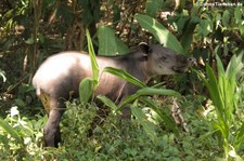 Mittelamerikanischer Tapir (Tapirus bairdii) im Nationalpark Corcovado