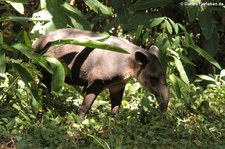 Mittelamerikanischer Tapir (Tapirus bairdii) im Nationalpark Corcovado