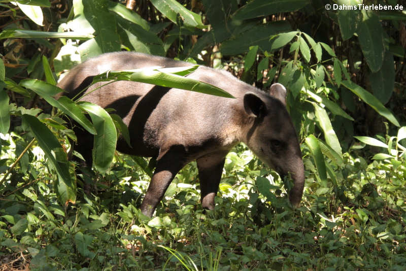 Mittelamerikanischer Tapir (Tapirus bairdii)