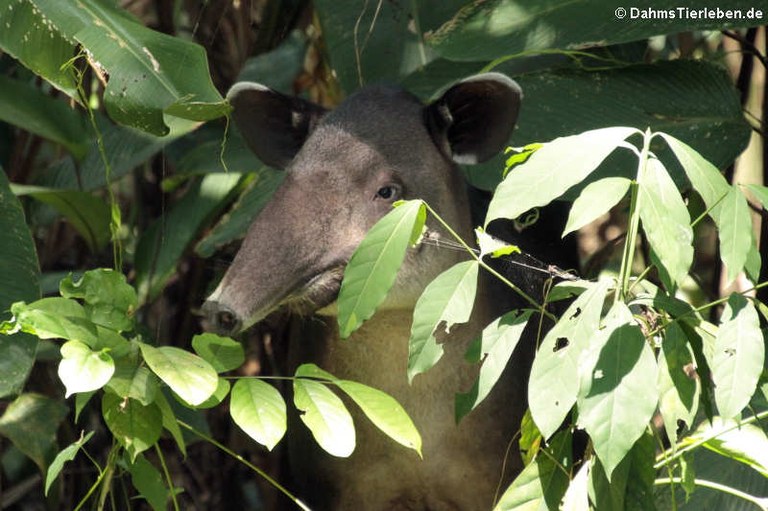 Tapirus bairdii