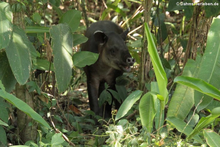 Tapirus bairdii