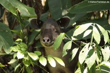 Mittelamerikanischer Tapir (Tapirus bairdii) im Nationalpark Corcovado