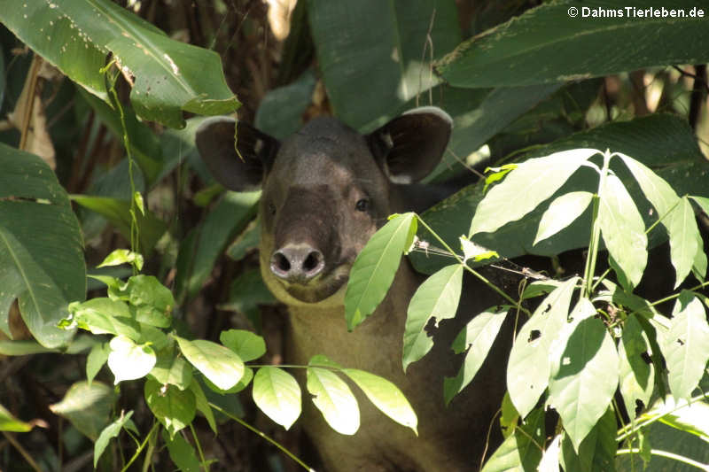 Tapirus bairdii