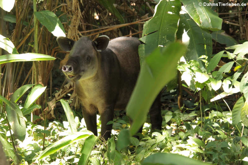 Mittelamerikanischer Tapir (Tapirus bairdii)