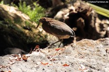 Marmorreiher (Tigrisoma lineatum lineatum) im Nationalpark Corcovado, Costa Rica