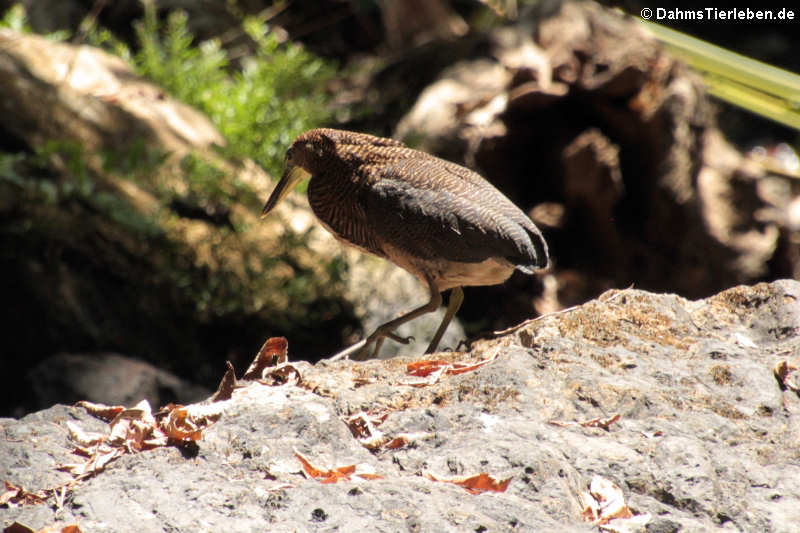 Tigrisoma lineatum lineatum