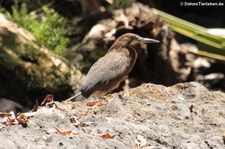 Marmorreiher (Tigrisoma lineatum lineatum) im Nationalpark Corcovado, Costa Rica