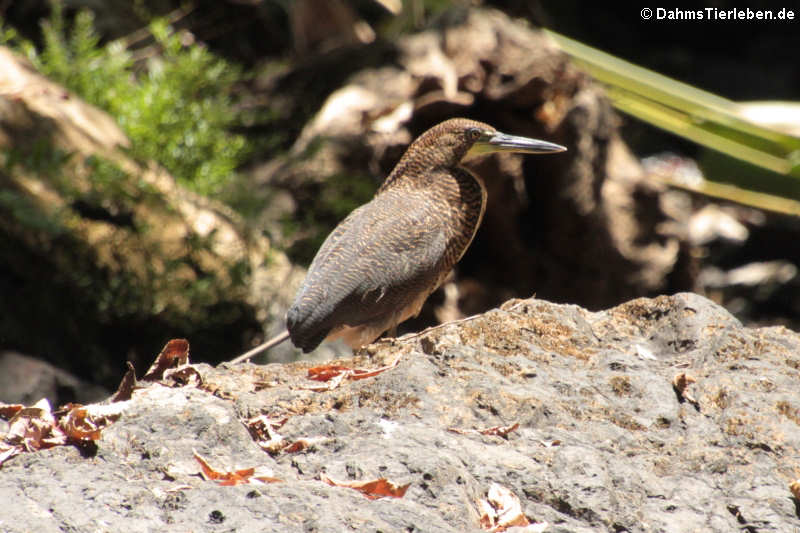 Tigrisoma lineatum lineatum