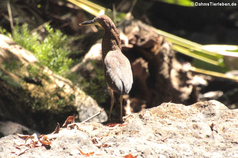 Marmorreiher (Tigrisoma lineatum)