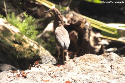 Marmorreiher (Tigrisoma lineatum)