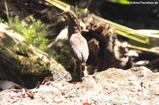 Marmorreiher (Tigrisoma lineatum lineatum) im Nationalpark Corcovado, Costa Rica