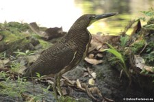 Nacktkehlreiher (Tigrisoma mexicanum) im Nationalpark Corcovado, Costa Rica