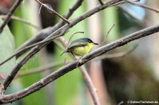 Graugelber-Todityrann (Todirostrum cinereum wetmorei) im Nationalpark Corcovado, Costa Rica