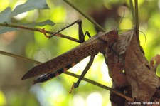 Tropidacris cristata im Nationalpark Corcovado, Costa Rica