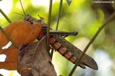 Tropidacris cristata im Nationalpark Corcovado, Costa Rica