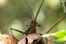 Tropidacris cristata im Nationalpark Corcovado, Costa Rica