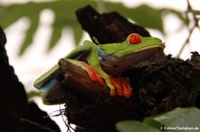 Rotaugenlaubfrosch (Agalychnis callidryas) in Costa Rica