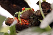 Rotaugenlaubfrosch (Agalychnis callidryas) in Costa Rica