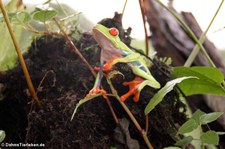 Rotaugenlaubfrosch (Agalychnis callidryas) in Costa Rica