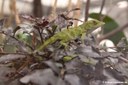 Anolis biporcatus