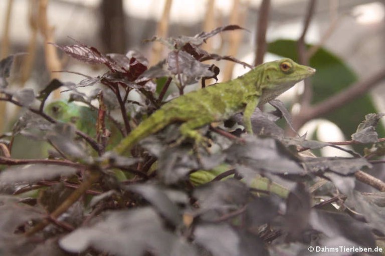 Anolis biporcatus