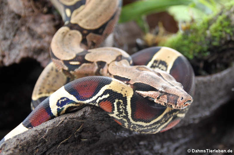 Boa constrictor