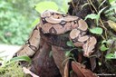 Boa constrictor