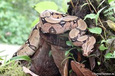 Abgottschlange (Boa constrictor) im Arenal Eco Zoo, Costa Rica