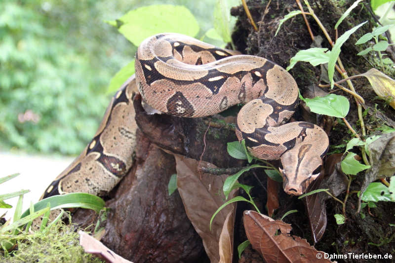 Boa constrictor