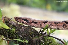 Abgottschlange (Boa constrictor) im Arenal Eco Zoo, Costa Rica