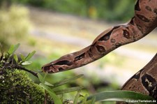 Abgottschlange (Boa constrictor) im Arenal Eco Zoo, Costa Rica