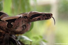 Abgottschlange (Boa constrictor) im Arenal Eco Zoo, Costa Rica