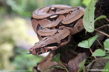 Abgottschlange (Boa constrictor) im Arenal Eco Zoo, Costa Rica