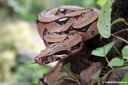 Boa constrictor