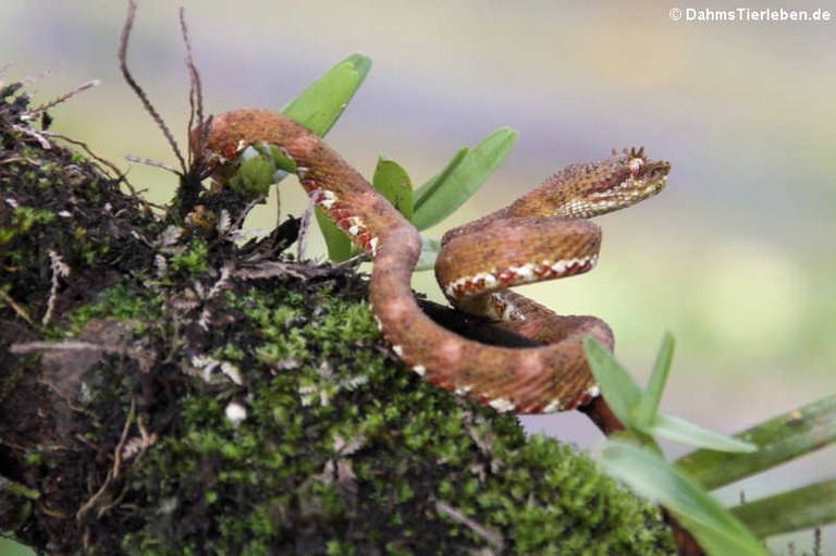 Bothriechis schlegelii