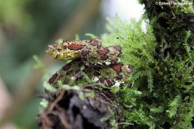 Greifschwanz-Lanzenotter (Bothriechis schlegelii)