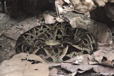 Terciopelo-Lanzenotter (Bothrops asper) im Arenal Eco Zoo, Costa Rica