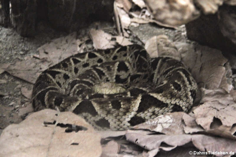 Bothrops asper