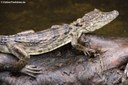 Caiman crocodilus fuscus