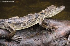 Krokodilkaiman oder Nördlicher Brillenkaiman
(Caiman crocodilus fuscus) im Arenal Eco Zoo, Costa Rica