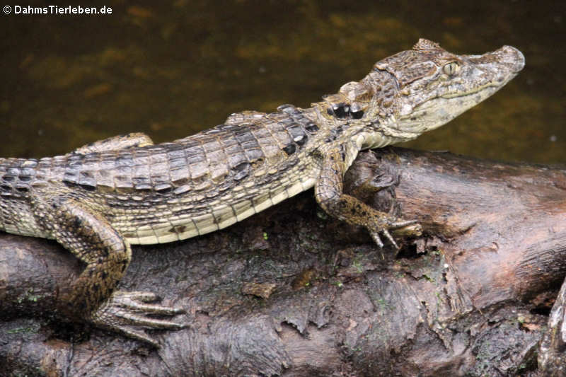 Caiman crocodilus fuscus